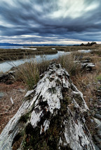 log on the edge of a marsh 