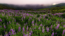 purple wildflowers on a mountaintop 
