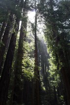 tall redwood trees in a forest 