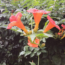 red flowers on a vine 