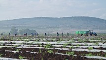 Farm workers planting watermelon seeds in a field.