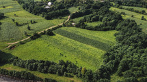 Cornfield farmland