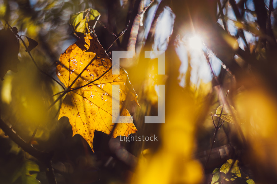 sunlight on golden fall leaves 