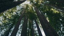 Looking up from the bottom of a redwood trees and tilting up