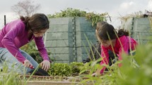 Children working in an organic farm, weeding and watering vegetables