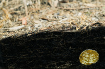 gold coin on soil 