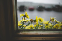 yellow flowers in a window flower box 
