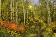 Colorado Fall Colorful Aspen Grove Trees and Trail