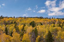 Fall landscape in Colorado.