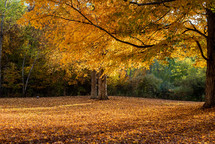 Fall tree in field of leaves