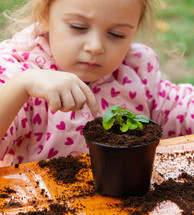 a child planting a beet sprout 