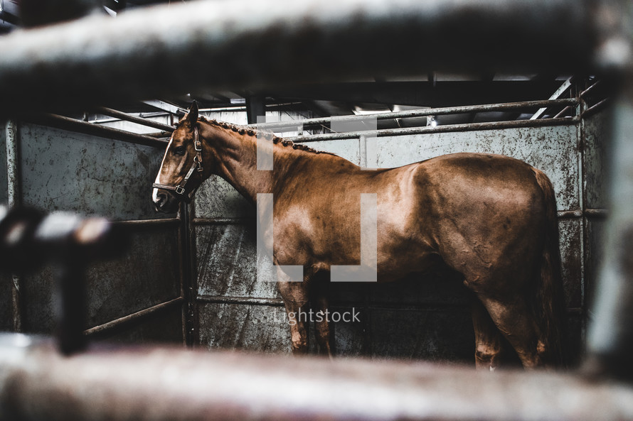 horse in a stable 