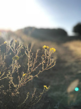 warm sunlight on yellow wildflowers 