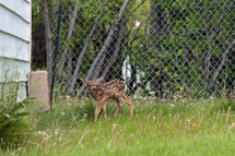 new born fawn