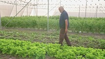 Steadycam shot of an old farmer walking in a greenhouse