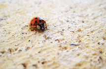closeup of ladybug on a sidewalk