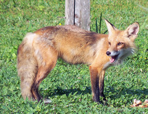 A side view wildlife portrait of a red fox with its mouth open and teeth showing standing in front of a bird feeder surrounded by green grass while standing in a meadow. 