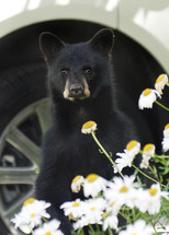 Black bear cub peeking over yellow and white daisies.