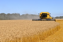 Combine harvesting a field of wheat. fall, season, seed, 