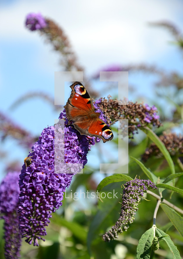 Butterfly on Purple Flowers