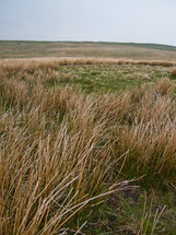 tall brown grass field