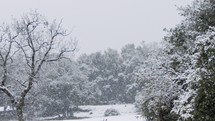 Heavy snowfall in a forest in northern Israel