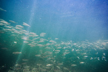rays of sunlight shining on fish under water 