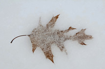 brown leaf on snow 