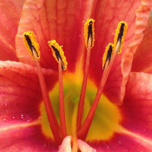 pollen on anthers 