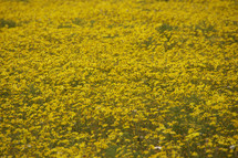 A field of thousands of yellow flowers