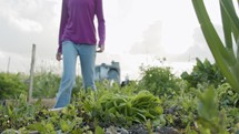Girl picking an organic lettuce in a small vegetable garden
