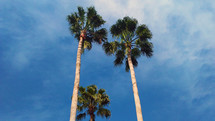 A set of three palm trees towering against a blue sky on a sunny day in a tropical setting. 