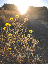 warm sunlight on yellow wildflowers 