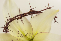 crown of thorns on an Easter lily 