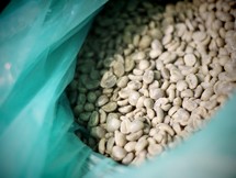 Raw coffee beans in a blue bag.