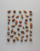 acorns and pine cones 