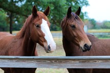Two horses in a corral