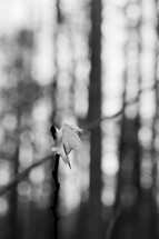 torn white cloth on a twig