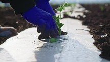 Close up of farmer's hands planting a young plant in a field.
