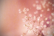 tiny white flowers against a pink background 