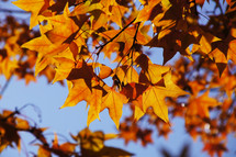 autumn maple leaves on a tree branch. Orange, Yellow, fall.
