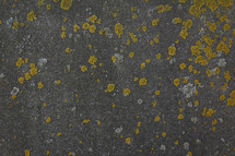 lichen on stone 