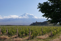Vineyard with Mt Ararat background