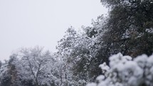 Slow motion of heavy snow fall during a snow storm in a forest