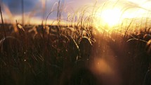 Dry grass on sunset. Beautiful ears of sunshine and the rays of the setting sun and sunset. Summer natural landscape.