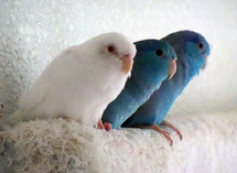 A trio of three Pacific Parrotlet Birds sit together on a towel for warmth, companionship and friendship huddling together. A three strung chord is not easily broken as these good friends illustrate. One Bird is an albino, completely white while his two friends are traditional blue in color and feathers, showing that even nature can overcome differences where albino birds would be rejected by the flock in the wild, here in captivity they are treated as family and friend accepted, loved and protected.  