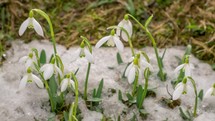 White flowers blooming and snow melting in spring time-lapse
