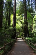 path through a redwood forest 