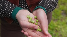 Poor pea production due to environmental pollution