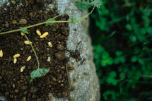 seeds in soil 